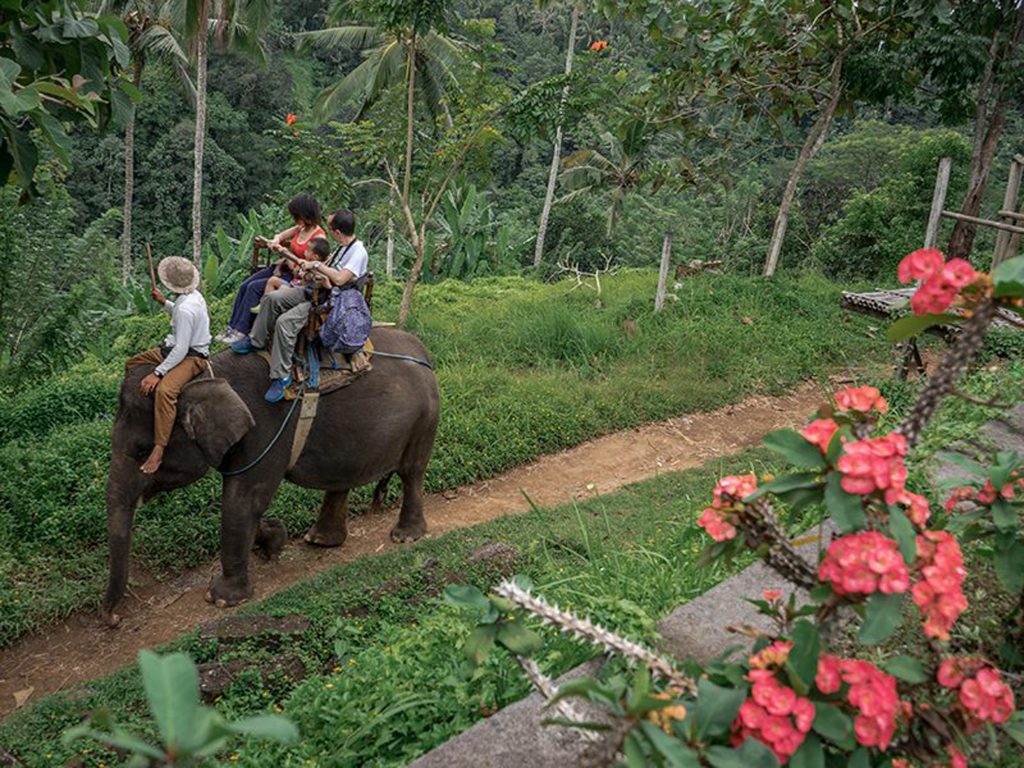 Elephant Safari Ride Bali - Wander The Balinese Jungle - Wandernesia