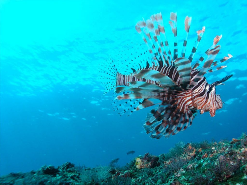 Blue Lagoon Padang Bai Snorkeling Bali Tour - Wandernesia