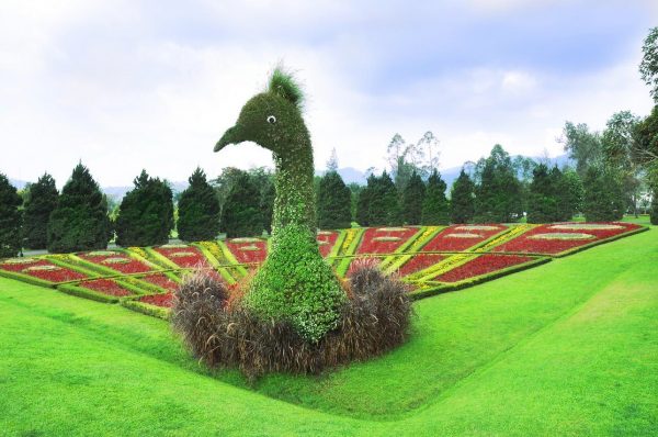 Bogor Highland Private Tour From Jakarta Tea Plantation Flower Garden And Cibodas Park