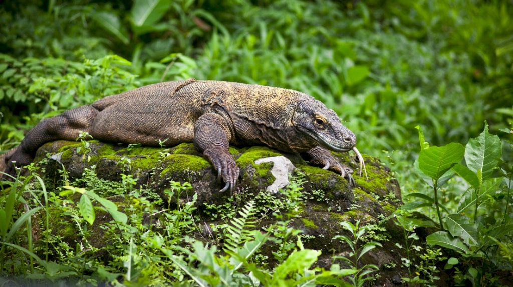 top-8-komodo-dragon-facts-before-you-see-it-wandernesia