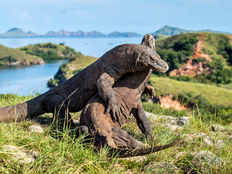 2 Days Komodo Liveaboard: Komodo Dragon, Snorkeling & Trekking